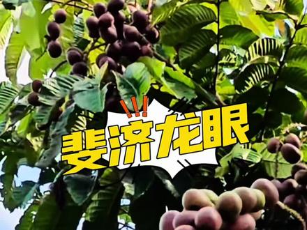 龙珠果/斐济龙眼 东南亚好吃的龙眼#苗木#世界热带水果之窗#苗木供应#热带水果