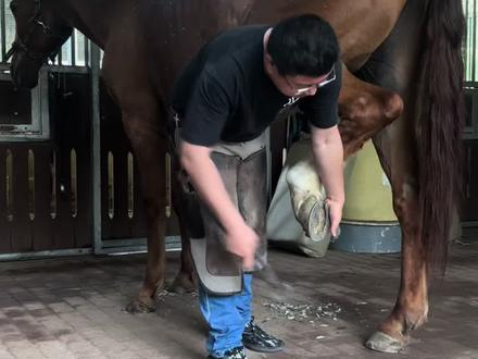 为什么要给饲养的马钉马蹄铁,今天来告诉你:给马装马蹄铁(马掌),核心是保护马蹄、适配人类使用场景、提升运动与负重能力,是家养马的必要护理,每天更新修马蹄钉马掌解压视频,路过的朋友喜欢看的朋友记得给点个关注哦。#修马蹄 #钉马掌 #人与动物和谐一幕 #马术
