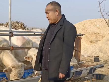 牛,喝水多了会拉稀吗?#农村养牛人记录农村生活 #正能量牛羊养殖技术与经验分享 养牛饲料营养配比#农村创业养殖 #育肥肉牛犊肉牛养殖