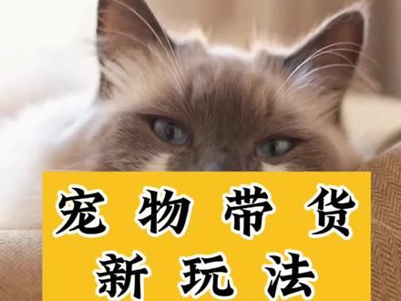 如何用Ai结合宠物带货?全流程来了#ai #电商 #宠物 #宠物用品 #Ai工具