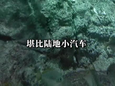 带你认识11种鳄鱼,那种最厉害? #鳄鱼 #动物科普 #保护动物