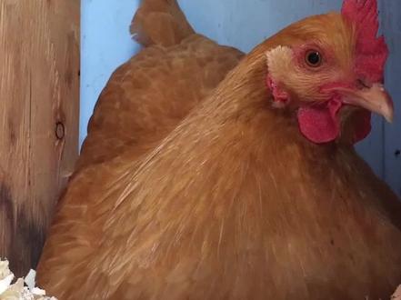 为什么母鸡下蛋会咯咯叫呢?#这个视频有点料#dou出新知#动物世界#大自然