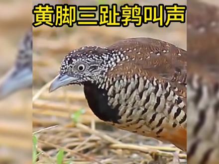 贵州深山惊现“龙吟?”背后藏着怎样的真相?#识货种草官 #奇闻异事 #龙 #揭秘