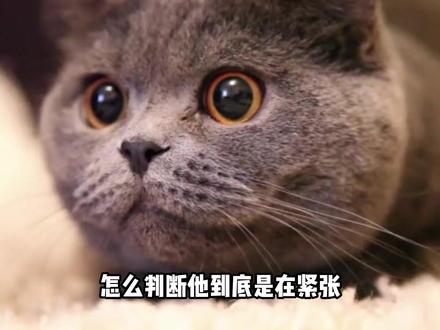 猫为什么爱打呼噜?大猫的呼噜是什么声?#猫 #喵星人 #猫咪的迷惑行为 #猫咪 #萌宠出道计划 #宠物 #小奶猫 #治愈猫咪