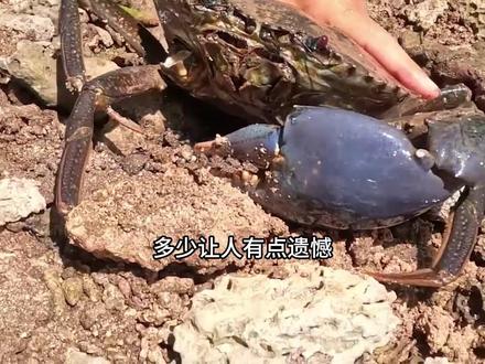手石滩惊险生擒巨型螃蟹,费尽九牛二虎之力拉出,可惜钳子断了 男人快步冲到石滩,立刻俯身趴下,单手死死攥住一只巨型螃蟹的大钳。螃蟹疯狂挥舞巨钳挣扎,力道惊人,可他始终牢牢抓住,半点不松。