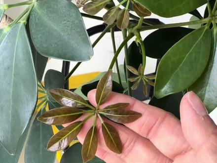 鸭掌木想让它长得快,做好这几点#鸭掌木 #绿植养护技巧 #种植小技巧