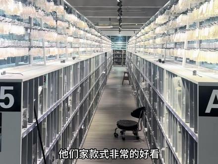 今天去的是一家饰品的工厂,全都是很好看的高货,而且价格给到最低#饰品 #耳钉 #项链 #源头工厂 #义乌小商品