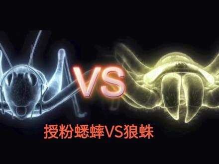 当授粉蟋蟀碰到会吹口哨的狼蛛,会迸发出怎样的战斗呢#昆虫世界 #昆虫大战