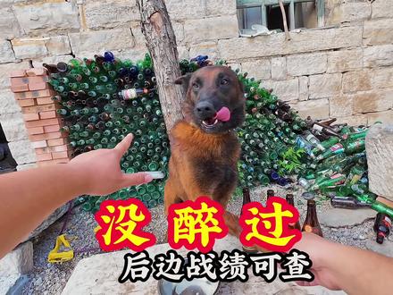 你敢信,俺家里的狗有酒瘾!