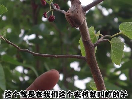 螳螂的卵壳还真个好东西,学名桑螵蛸#三农 #抖音助农 #猜猜这是啥