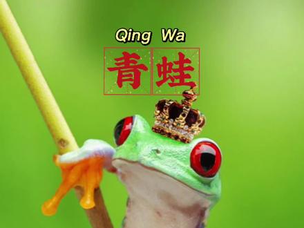 雨林青蛙图鉴,你见过几种,竖瞳的真的很靓#奇妙动物派对 #青蛙 #动物世界