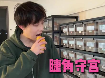 睫角守宫保姆级喂食指南#睫角守宫 #睫角守宫喂食 #小天爬宠 #爬宠 #守宫
