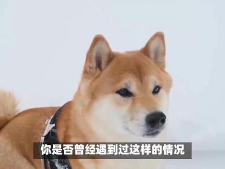 柴犬为什么会发疯一样跑来跑去?原来真相是这样的!