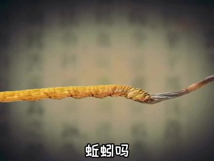 ⚡91 米 长 的 虫 草 ?⚡ #搞笑 #一米长的虫草