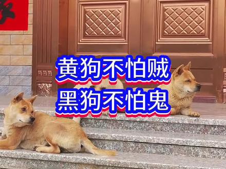 老话说黄狗不怕贼,黑狗不怕鬼,你知道什么意思吗#狗狗 #养狗经验分享 #宠物知识 #养狗人 #狗狗驱虫