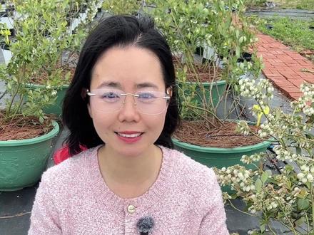 蓝莓花期养护方法及授粉成败的区别 蓝莓花期养护方法,授粉方法,授粉注意事项及授粉成败的区别#抖音宝藏生活家 #用一张照片证明你是花友 #蓝莓 #蓝莓花期管理 #盆栽