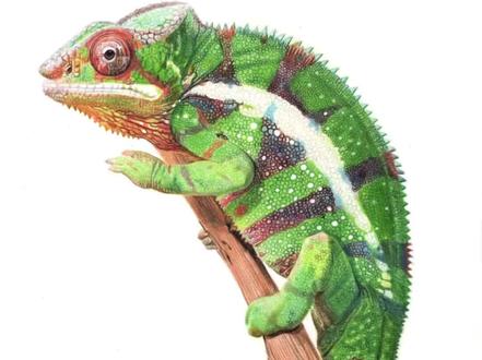 变色龙来啦!顶着麦粒肿的眼睛画完的,真是一段疼痛的时光#彩铅 #手绘 #彩铅动物 #变色龙