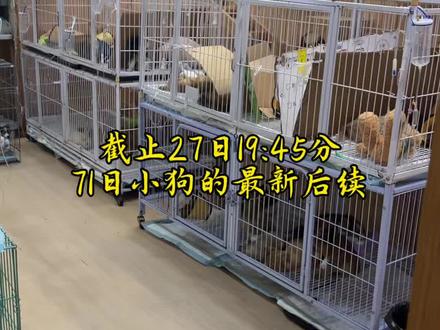 71只小狗最新后续 截止27日19:45分#狗#狗狗#71只小狗#高晓晨 #高晓晨宠物医院