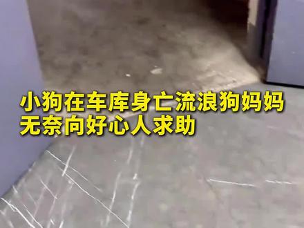 狗狗就算失去了自己孩子以后,还是选择相信人类#徐子未发芽 #发芽#萌物 #狗狗#泪目