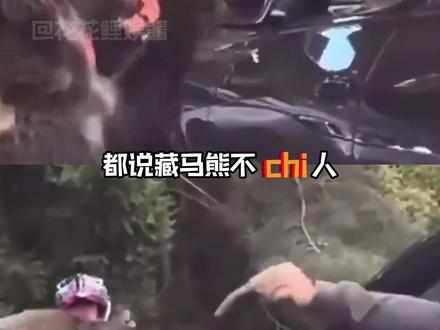 如果看到千万不要靠近,请立刻远离!!!真会c人!#藏马熊#挖虫草#保护动物#安全#生命安全(无不良引导)