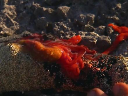 野外求生夫妻档,夫妻二人流落太平洋荒岛,天天吃海鲜自助餐 #野外求生 #荒野求生 #生存挑战