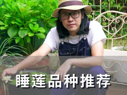 这4款经典、平价的睡莲,我自己蛮喜欢。推荐给大家~#暑期知识大作战 @抖音小助手