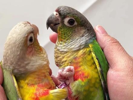 关于我花428买了一只小太阳鹦鹉#鹦鹉 #小太阳鹦鹉