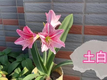 请你欣赏朱顶红土白肋,顺带说一下她跟原白的区别