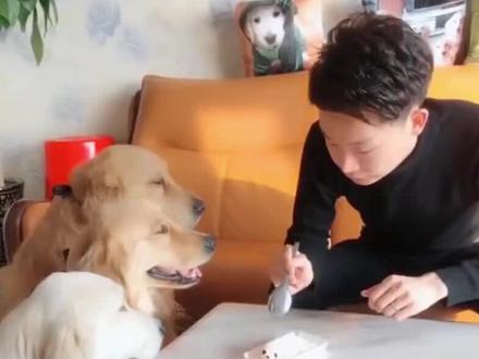 萌宠三分钟:主人用刀切沙皮狗蛋糕吓狗狗,狗狗吓得把自己锁起来