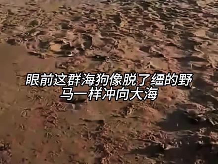 解救海狗#神奇动物在抖音 #解压 #解压视频