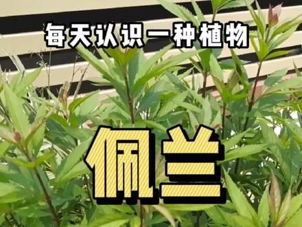 种在花园里,一种非常清新养眼的菊科类植物:佩兰。#花卉绿植 #园林绿化 #绿植盆栽 #绿植花卉 #养花小知识 #盆栽绿植 #每天认识一种植物 #佩兰