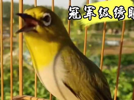 冠军级绣眼鸟,颜值高笼规好,连口鸣唱真美妙“”#爱鸟护鸟 #绣眼 #鸟类 #鸟 #观鸟 #绣眼鸟 #遛鸟 #养鸟 #鸣鸟 #四大鸣鸟