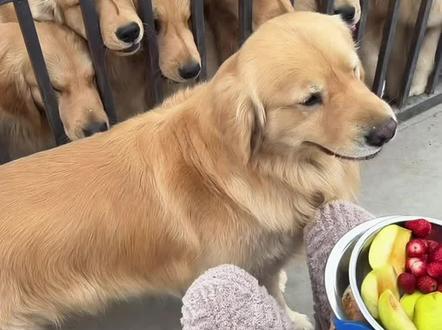 豆包的沉默震耳欲聋 豆包也认不出谁是谁#金毛庆庆 #豆包 #分零食