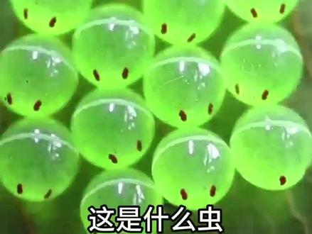 科普43种小虫子#好奇昆虫 #奇趣自然 #微观世界