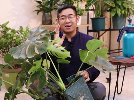 龟背竹怎么养?园艺师教你,龟背竹的详细养护技巧#养花