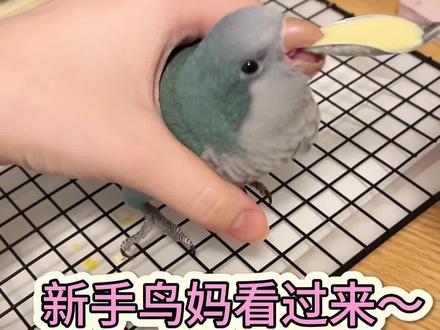 大头喝奶日记
#鹦鹉#和尚鹦鹉