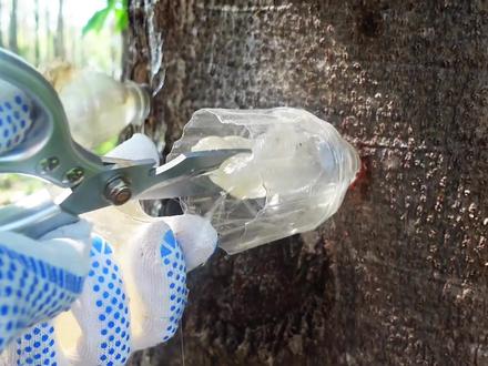 植物燕窝——雪燕是怎么来的