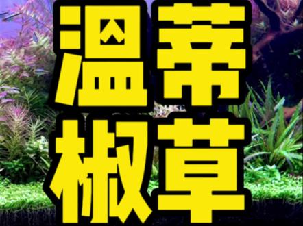 这是一款特别好养好玩的水草,你不会还没养过吧?!#水族 #水草缸 #鱼缸里的大自然