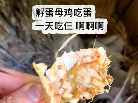 母鸡:我是有多大的嘴才能把鸡蛋吃成这样#母鸡 #鸡蛋 #蛇 #万万没想到