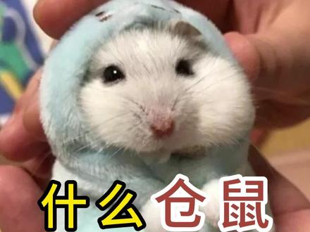 什么仓鼠好养又温顺#家养宠物 #仓鼠 #仓鼠宝宝 #宠物知识