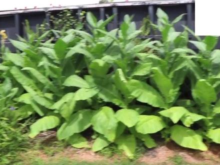 卡文迪什简介 #烟斗教学 #海淘斗草 #济南济南