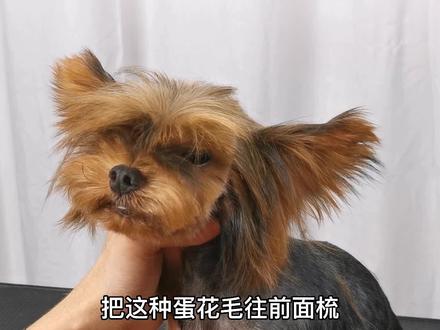 川普教学第七弹,约克夏小圆头#约克夏 #宠物美容培训 #宠物美容 #宠物