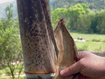 变废为宝,笋壳创意。#我的乡村生活 #手艺人