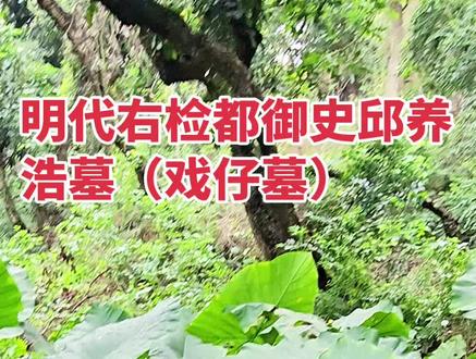 戏仔墓(又称都督墓、邱厝墓),它并非戏子之墓,而是明代右佥都御史邱养浩的墓葬 。
上世纪四五十年代,村民多次在墓区听到无来源的闽南戏锣鼓声,便俗称其为戏仔墓;墓主邱养浩(1496—1545),晋江人,正德辛巳进士,官至右佥都御史,巡抚四川、江西。明式三层墓埕,由南向北抬升;原配有石虎、石马、石羊、石翁仲、碑亭,现仅存无头石翁仲两尊、碑座,主墓早年被盗,碑刻多遗失。