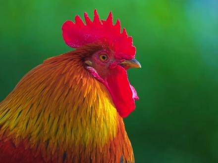 视觉天花板 🤯 4K HDR 杜比视界 120FPS 震撼 震撼画质 🤯 Dolby Vision 4K HDR 120 FPS | 超清4K ULTRA HD 视频
本视频包含冥想音乐与舒缓的背景音乐,有助于缓解压力、放松身心、进入深度睡眠。
您还可以将我们的内容用于测试各类屏幕设备,包括:4K HDR电视、8K电视、OLED电视、QLED电视、12K电视、三星电视、LG HDR电视、LG C1/C2、索尼Bravia HDR电视、海信电视、飞利浦电视、苹果XDR显示器、iPhone Pro MAX、小米、POCO、三星Galaxy、华为等。
我们建议您测试网络连接带宽,以便获得完整流畅的观影体验。#4k超清 #4k60帧 #风景都在路上 #超高清画质 #放松时刻