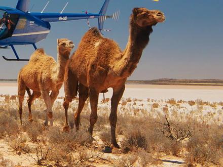 澳洲120万头骆驼泛滥,猎人仅用1招,就消灭了16万头@西瓜视频 #star #上西瓜看知识