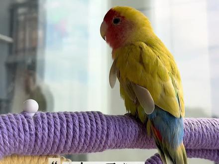 🥳啾啾叫的炸毛小鸡🐥#萌宠 #鹦鹉 #牡丹鹦鹉 #蓝腰黄桃 #鹦鹉叫声