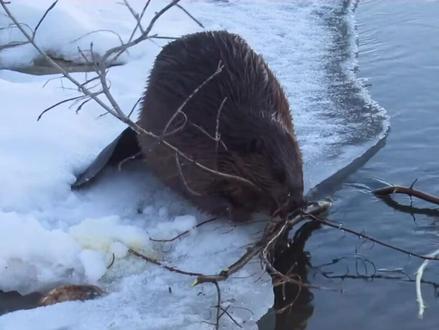 世界上最贵的动物香料#动物 #海狸 #上西瓜看知识 #STAR @西瓜视频