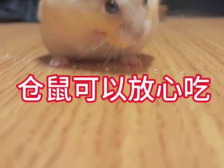 那些人类零食仓鼠可以放心吃#仓鼠 #金丝熊 #新手养鼠指南