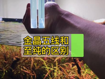 半月斗鱼缸的小红没烧尾~我那么爱它 #草缸 #超白鱼缸 #草缸造景 #斗鱼缸